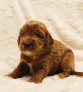 labradoodles puppies available Beaverton Tigard Sherwood McMinnville Oregon