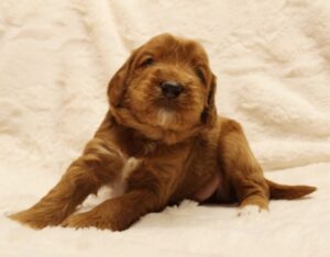 Three weeks Sullivan