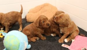 Three weeks litter 2