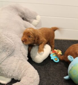 Sadie and Tucker's puppies