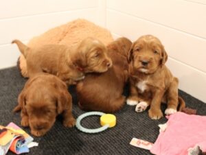 Three weeks litter 6