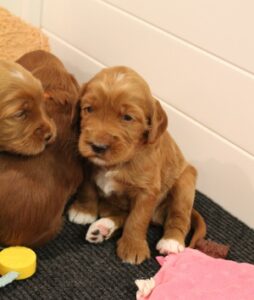 Three weeks litter 7