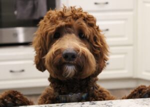 Tilly brings us medium and large red labradoodles