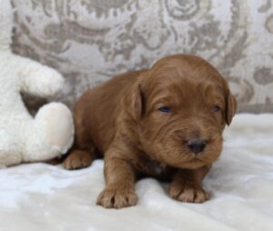 Sadie and Tucker's puppies are here
