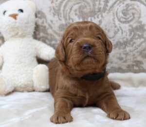 Oregon labradoodles Valley Vineyard Labradoodle puppies