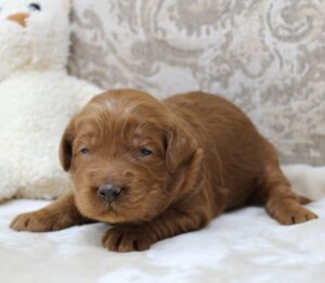 Puppy Culture labradoodle puppies Oregon Washington Seattle