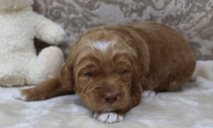 Sadie and Tucker's puppies are here