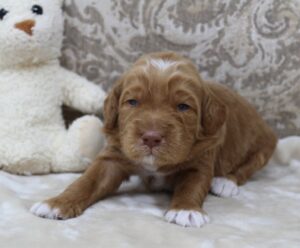 best labradoodle therapy dogs puppies