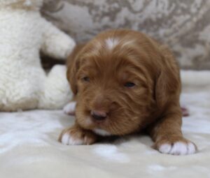 Salem Portland Oregon Labradoodles