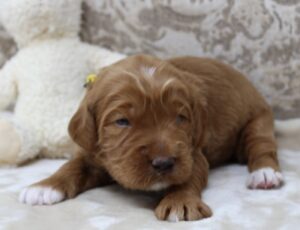 Biosensor puppies breeder labradoodle puppies