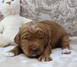 best labradoodle breeder 