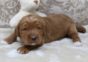 Oregon breeder labradoodle puppies available