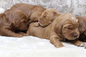 best Oregon labradoodle breeder Portland Salem Beaverton