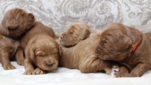 Washington labradoodles oregon breeder 