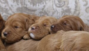 labradoodles Portland Oregon Olympia Salem 