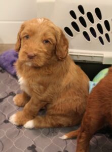 Puppy Culture labradoodles breeder puppies