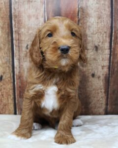 five weeks Sullivan 2