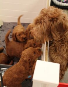 red medium labradoodles available best breeder