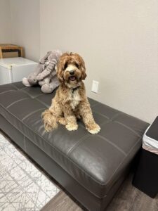 mini labradoodle puppies Portland Oregon Seattle Olympia Vancouver