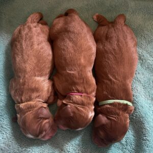 therapy dogs labradoodle puppies available