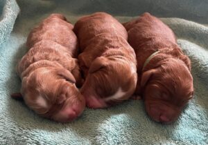 red mini labradoodles best breeder Oregon Washington
