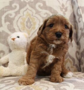 labradoodles therapy dogs puppies