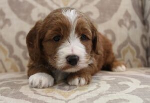 mini therapy labradoodles breeder