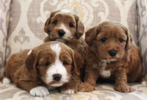 mini red labradoodles Oregon Salem Beaverton