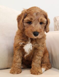 Two puppy spots available red labradoodle breeder