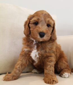 Daisy and Oakley's puppies are home