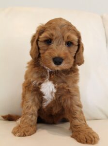 red mini labradoodles Puppy Culture breeder 