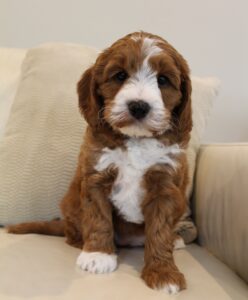 medium red labradoodles Portland Salem