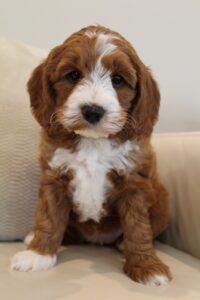 best labradoodle breeder Oregon Washington