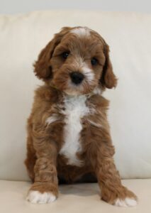 We have puppies available