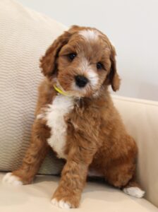 best labradoodles puppies Puppy Culture 