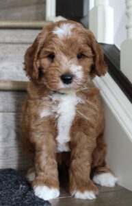 Seven weeks Peep stairs