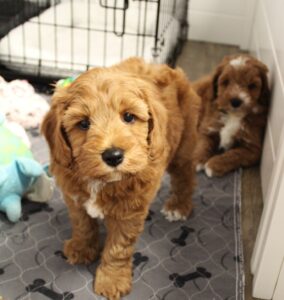 We have puppies available