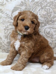 therapy dogs best labradoodle breeder Portland Oregon Salem Beaverton