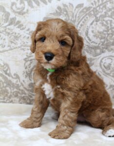 Australian labradoodle puppies mini red