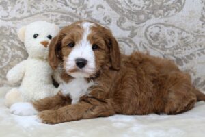 Oregon therapy dogs best labradoodles