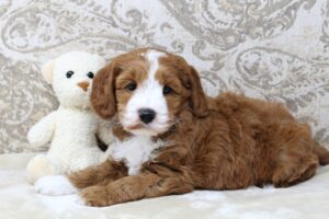 Daisy and Oakley's puppies are growing up