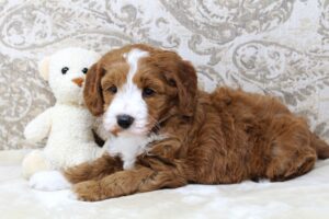 Daisy and Oakley's puppies are growing up