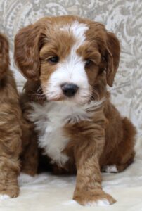 mini red Australian labradoodles puppies available