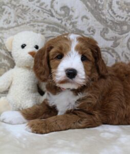 Daisy and Oakley's puppies are growing up
