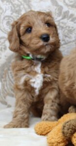 Seattle Portland Vancouver labradoodle breeder puppies available