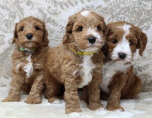 best Oregon labradoodle puppies non shedding temperament