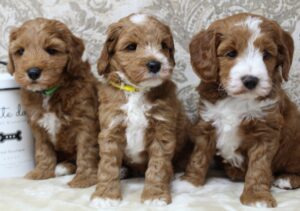 Daisy and Oakley's puppies