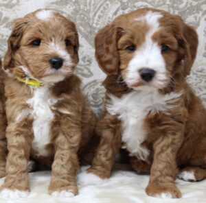 non shedding great temperament dogs puppies