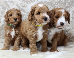 Daisy and Oakley's puppies are growing up