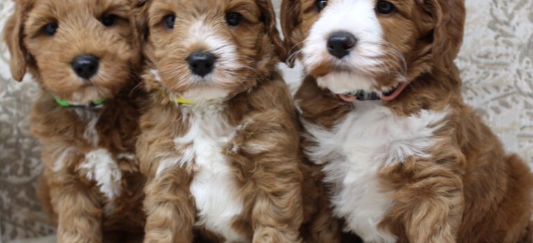 Daisy and Oakley’s puppies are home best labradoodle puppies Portland Oregon Tigard Newberg Salem McMinnville